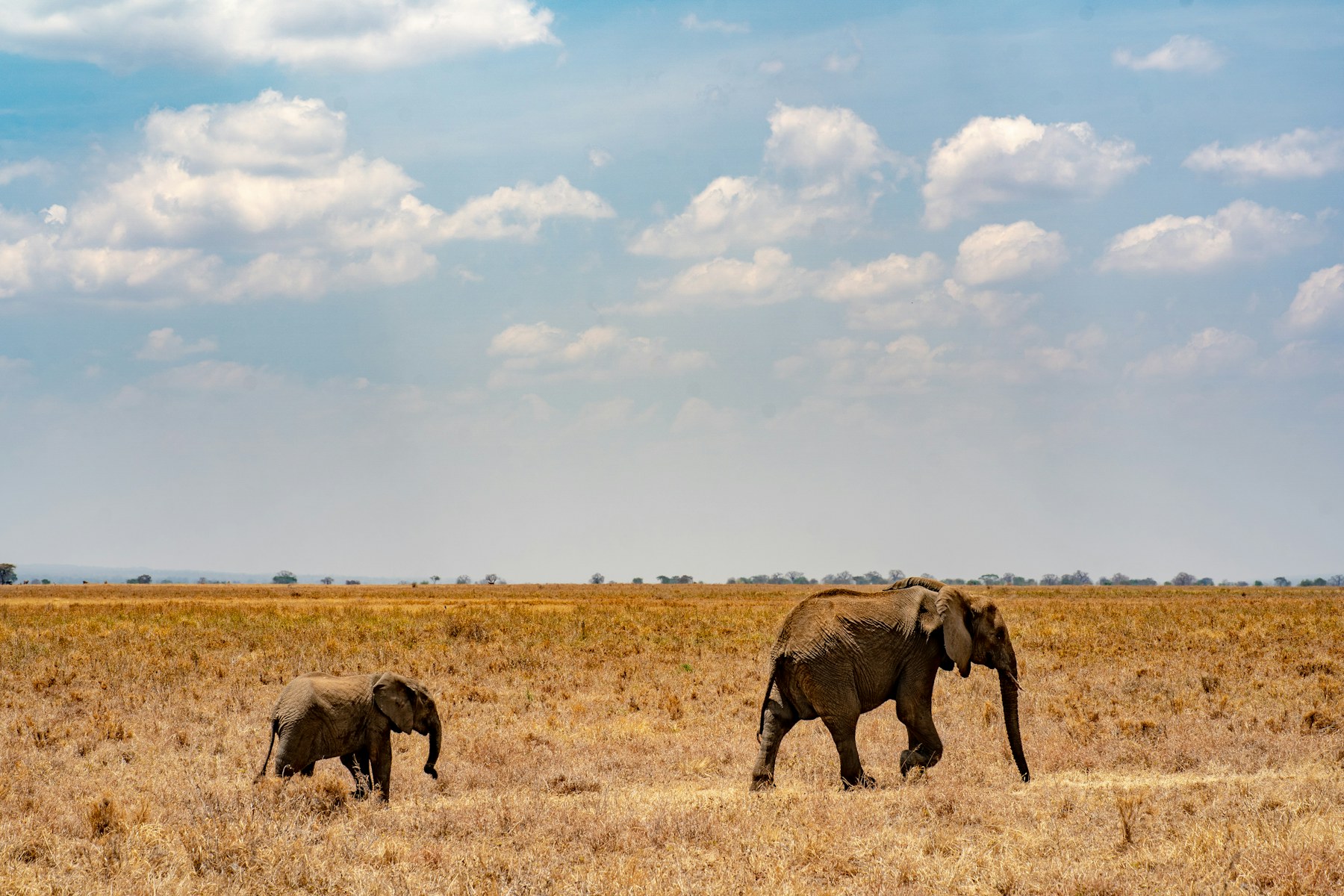 The Classic Kenya Safari