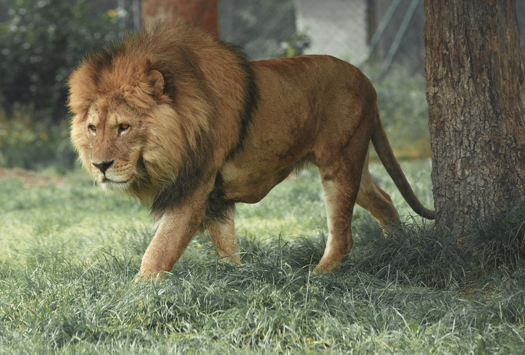 Lion resting on the African savannah