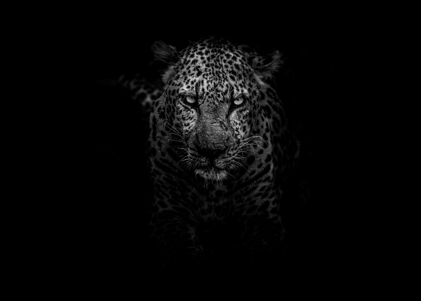 The Tanzania Wilds